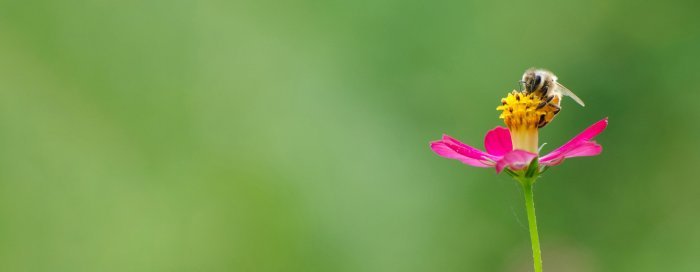 bee-pink-flower.jpg
