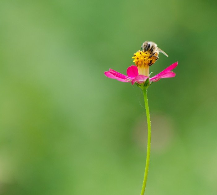 bee_pink_flower_CPA.jpg