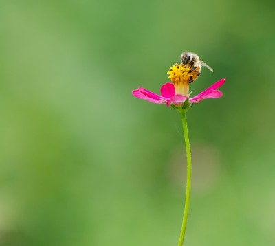  bee_pink_flower_CPA.jpg