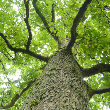  tree.png