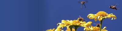  bees-yellow-flowers.jpg